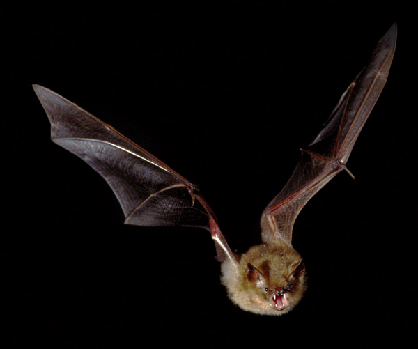 murcielagopequeño