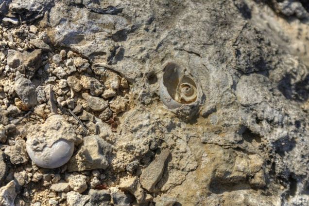 Detalhes que mostram que o sertão já foi mar