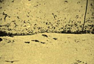 Pássaros do Atol das Rocas em 1934.