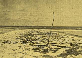 Foto realizada pela Marinha do Brasil em 1934, mostrando um tronco seco de um dos antigos coqueiros plantados no século XIX.