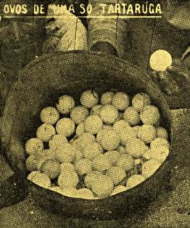 Ovos de tartaruga coletados no atol em 1934.