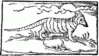 Um tatu (ou um quati), visto e descrito por Staden quando esteve no Brasil